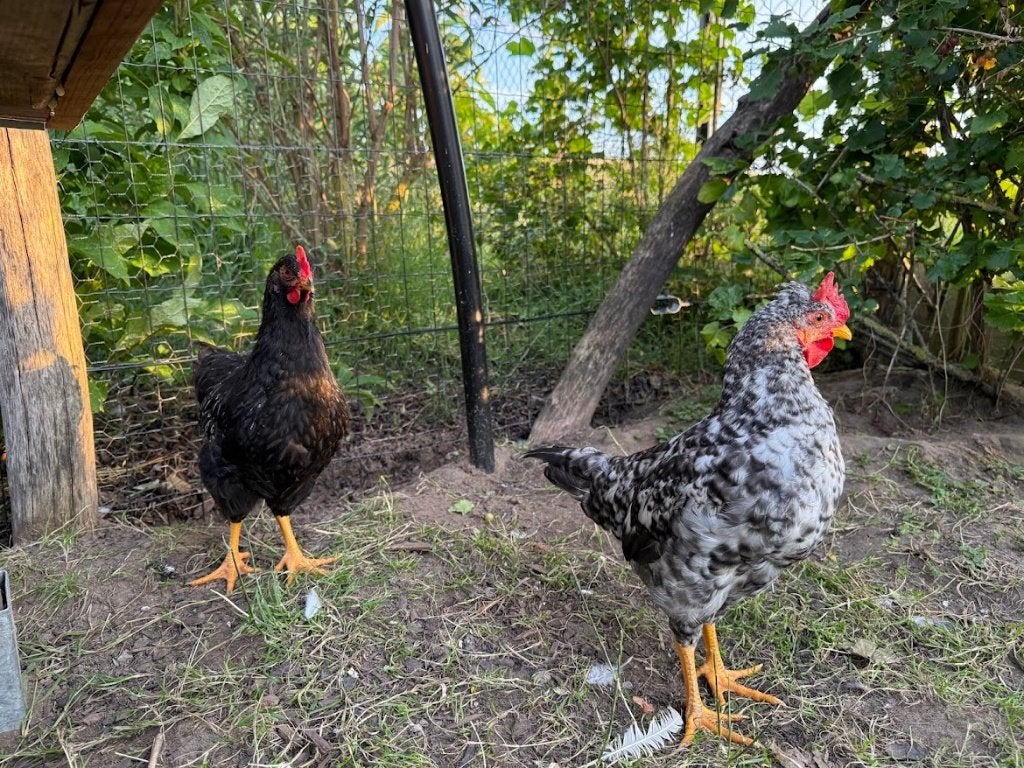 Jonge kip (1 st) en hanen (5 st) tekoop 9 weken oud, Dieren en Toebehoren, Pluimvee, Kip, Meerdere dieren