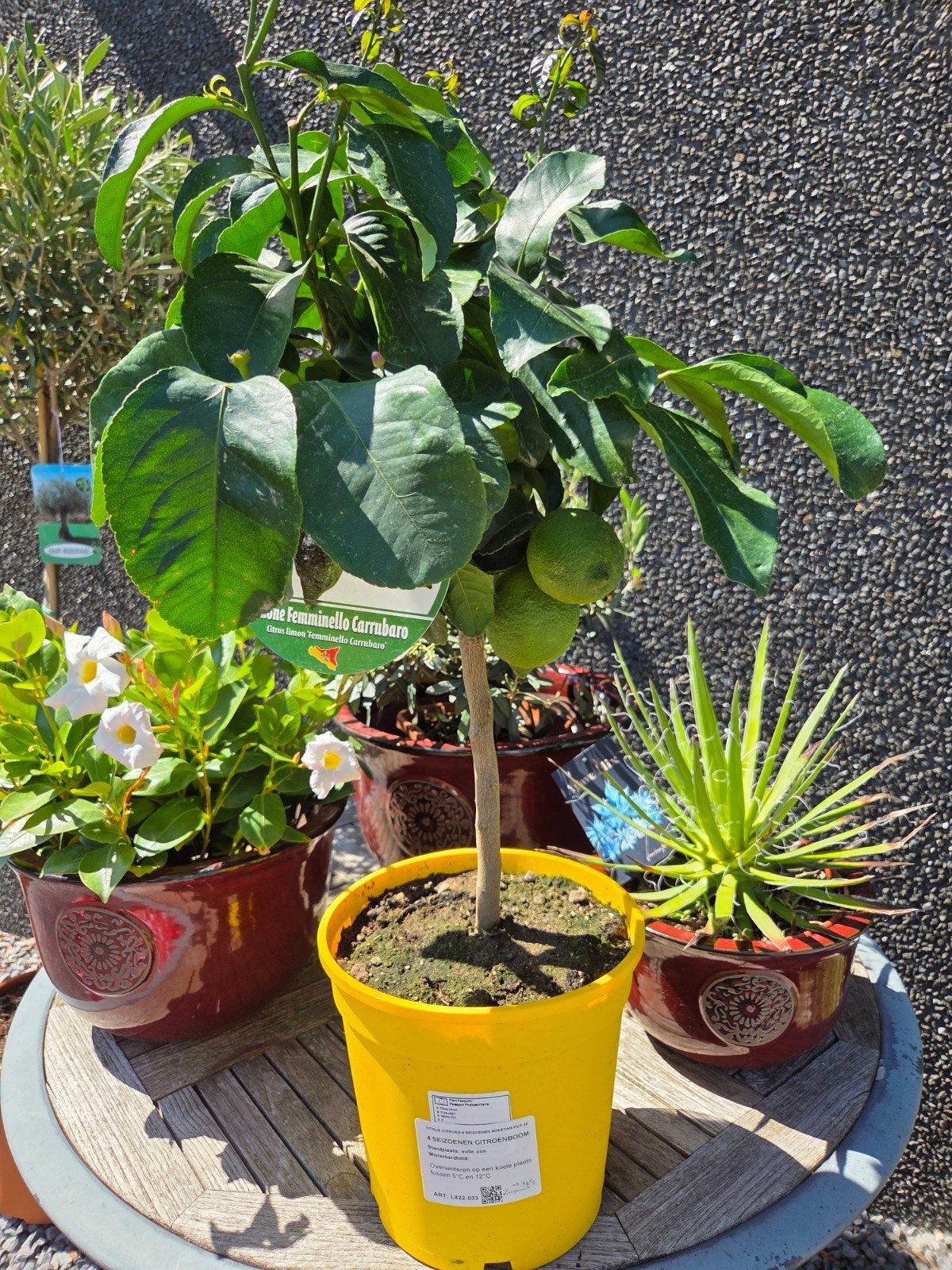 Citrus citroen 4 seizoenen, Tuin en Terras, Planten | Fruitbomen, Ophalen
