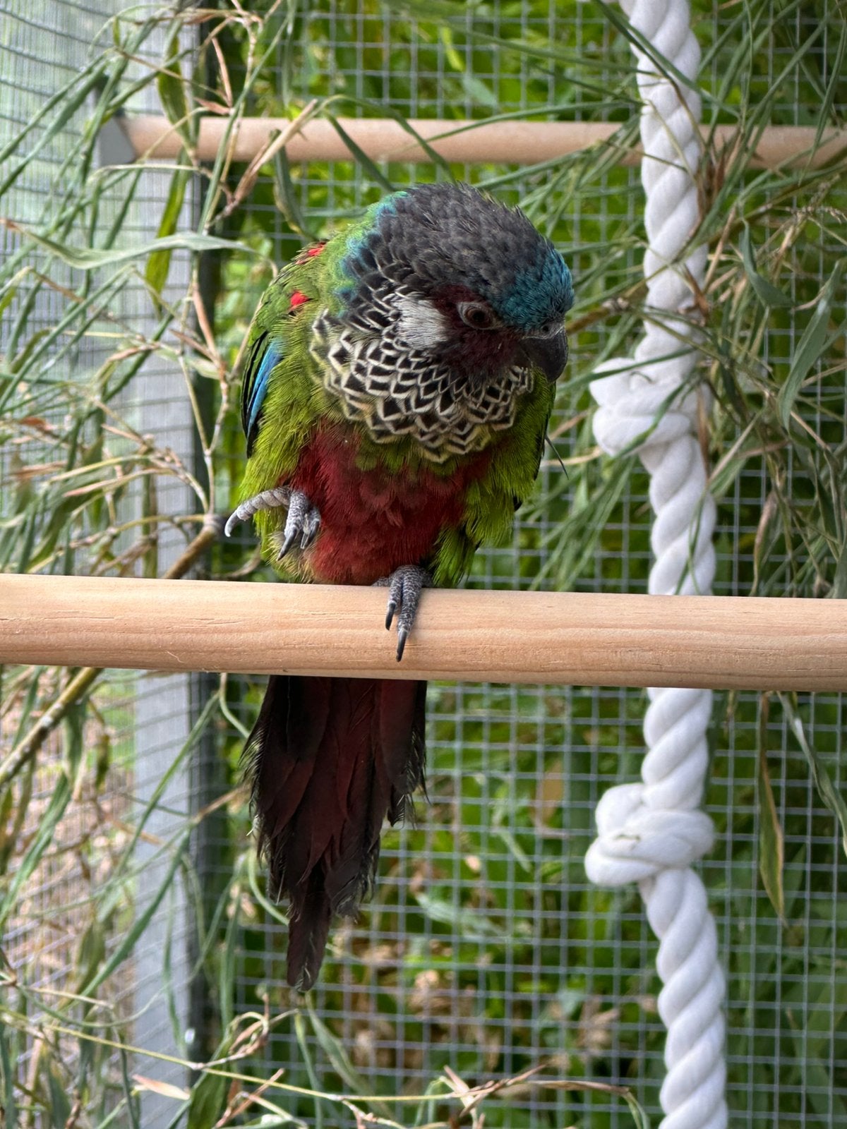 Koppel Pyrrhura picta picta, Parkiet