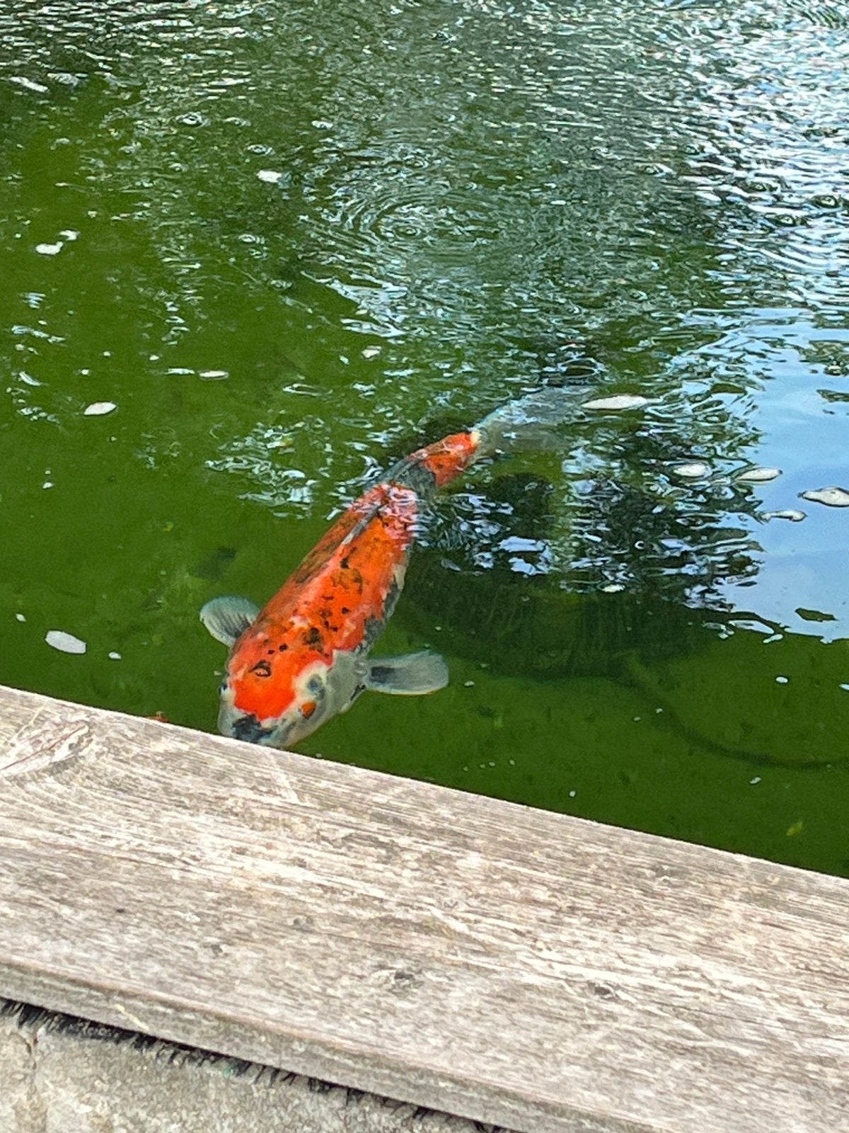 Goshiki 55 cm (Japanse Koi), Karper of Koi