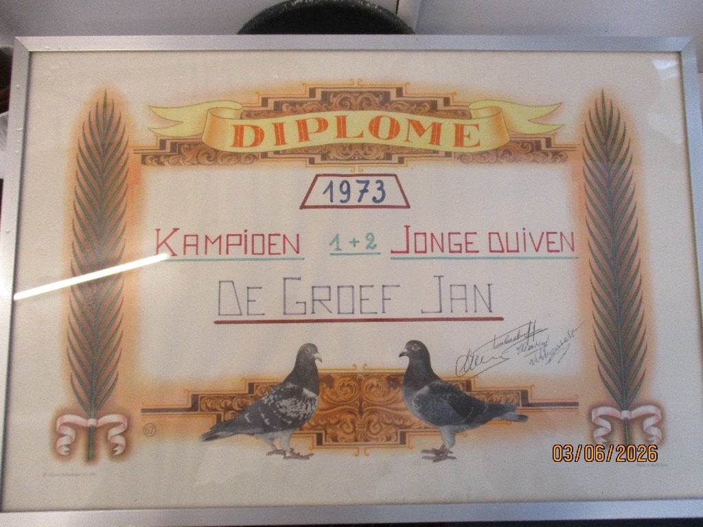 prijskader vintage, Dieren en Toebehoren, Vogels | Duiven, Geslacht onbekend, Overige soorten