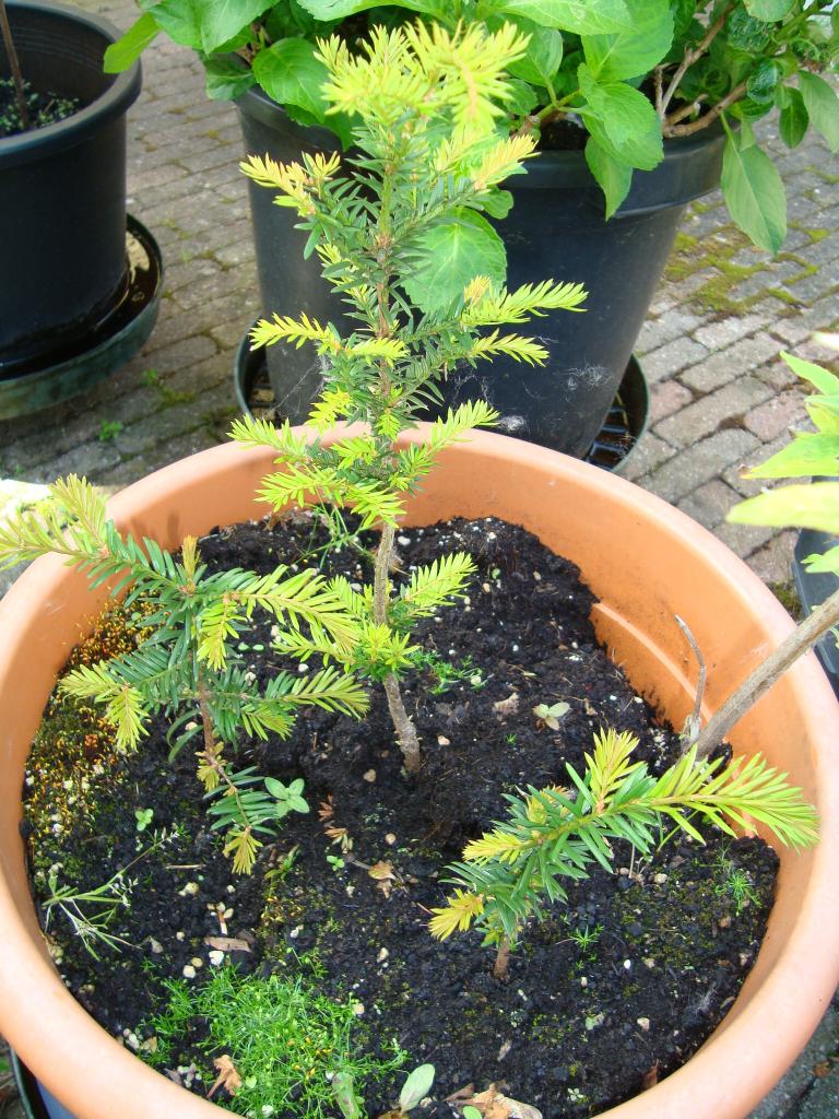 taxus planten, Ophalen, Taxus, Haag, Minder dan 100 cm