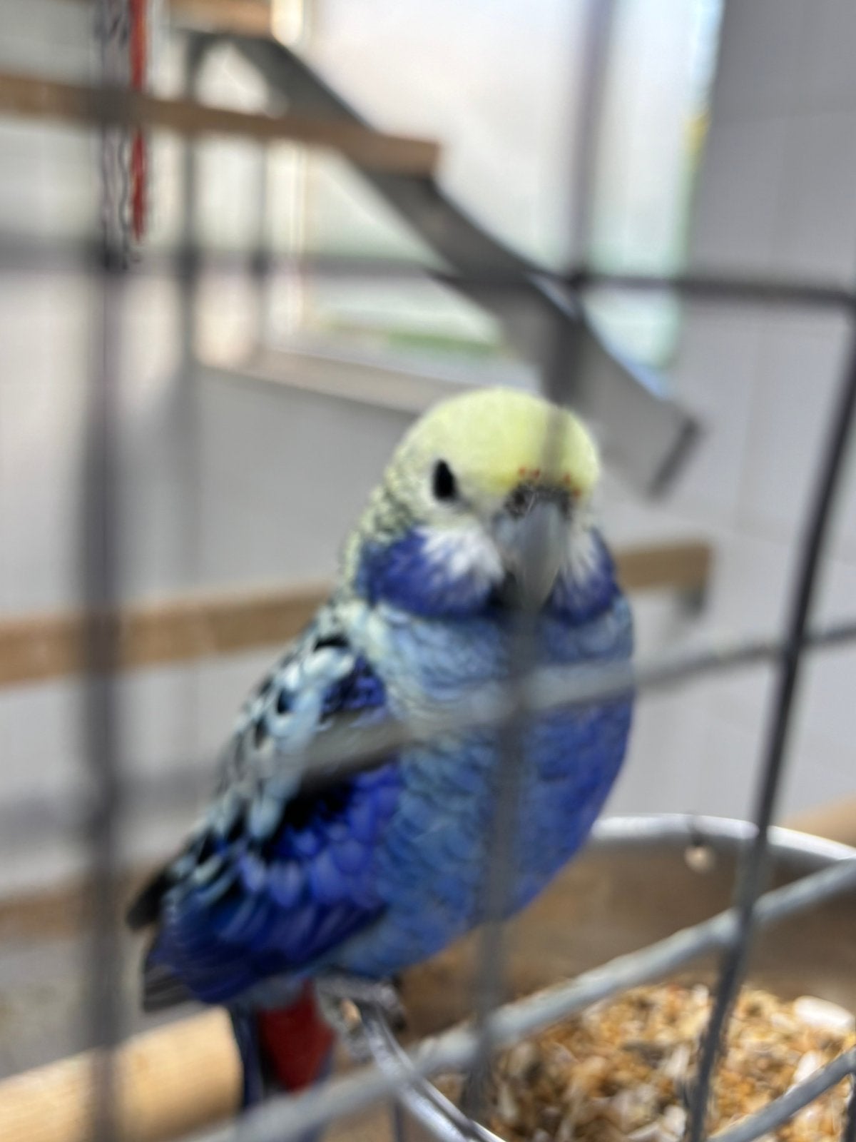 Gevraagd: 0-1 Blauwwang Rosella, Dieren en Toebehoren, Vrouwelijk, Parkiet, Geringd