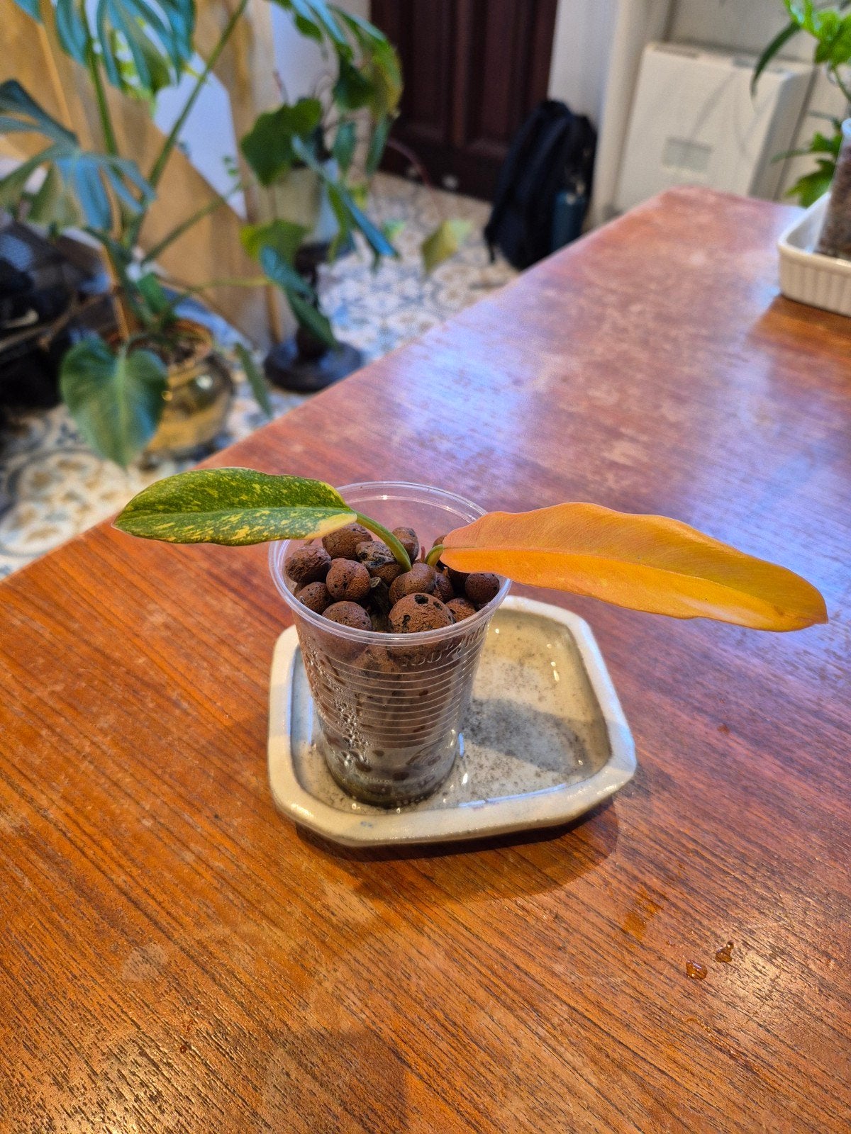 Philodendron ring of fire, Huis en Inrichting, Kamerplanten, Ophalen of Verzenden