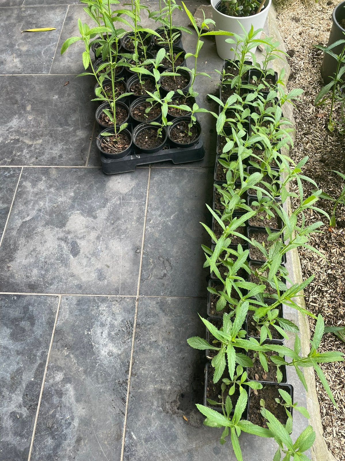 Ijzerhard / Verbena bonariensis zaailingen, Tuin en Terras, Ophalen