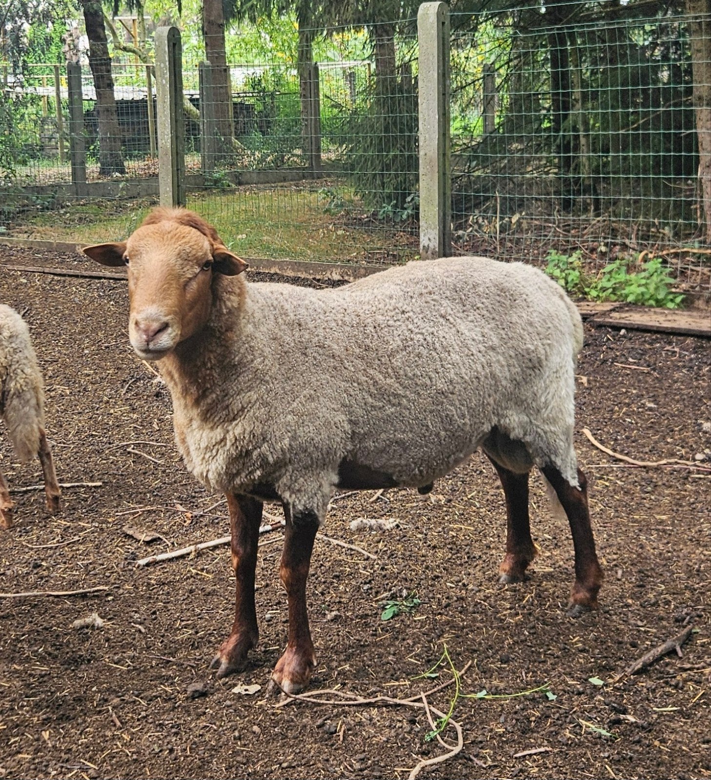 Dekram à vendre ou à échanger, Animaux & Accessoires, Mâle, Mouton, 0 à 2 ans
