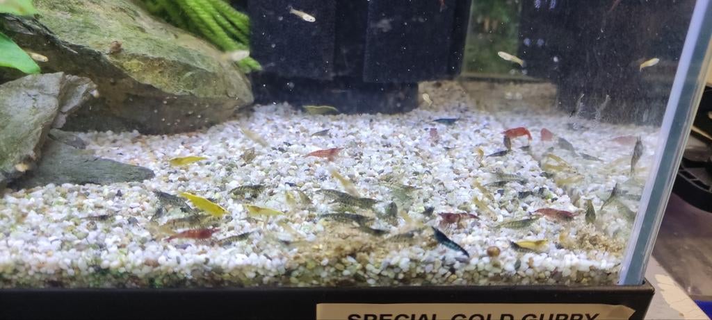 Neocaridina kleurenmix, Dieren en Toebehoren, Vissen | Aquariumvissen