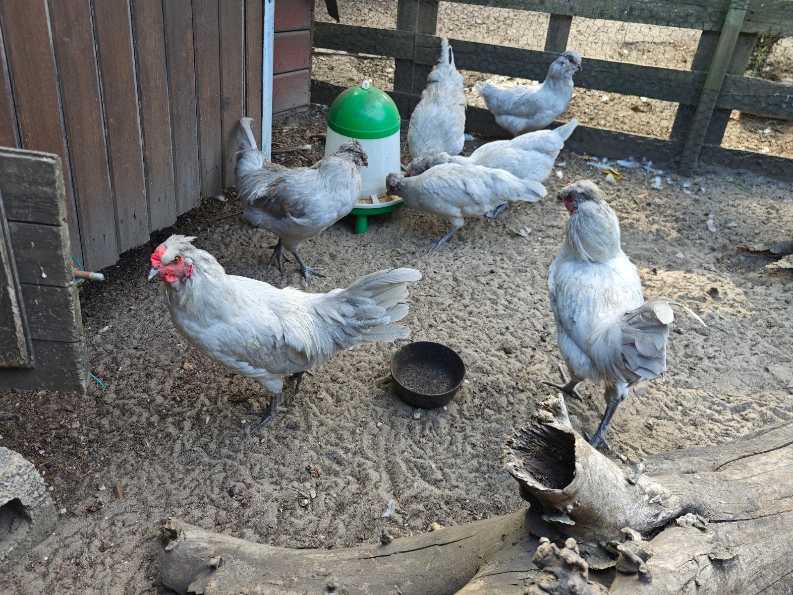 Lavender Araucana Hanen, Dieren en Toebehoren, Pluimvee, Mannelijk, Kip