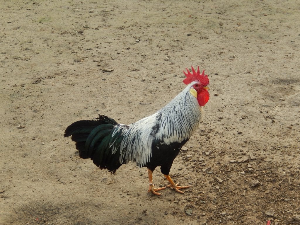 Haan leghorn zilver patrijs, Dieren en Toebehoren, Pluimvee, Mannelijk, Kip