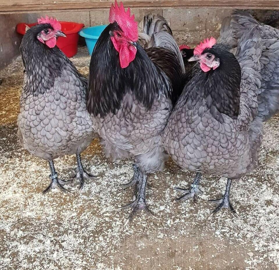 Australorp kuikens beschikbaar, Dieren en Toebehoren, Pluimvee