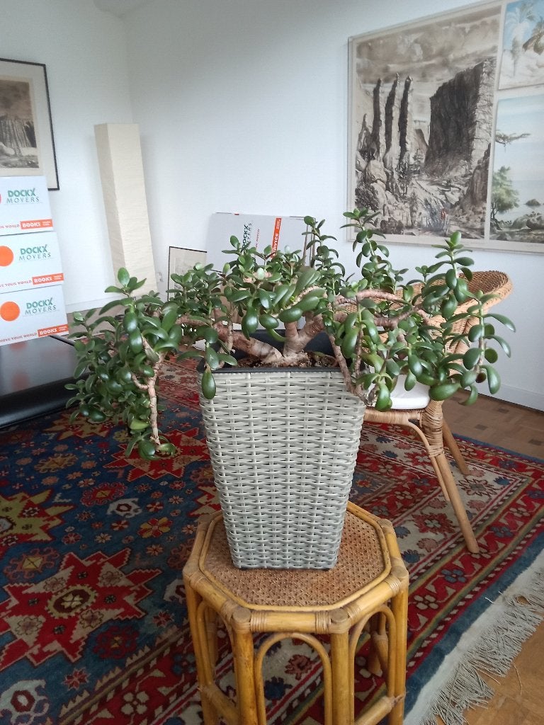Plante grasse à donner, Jardin & Terrasse, Autres espèces, Ne fleurit pas, Enlèvement, Plante fixe