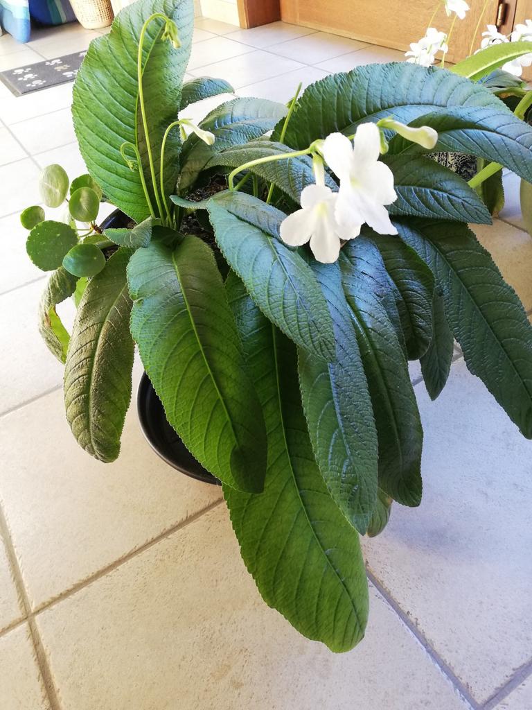 Plant met wit bloeinde bloemen, Ophalen