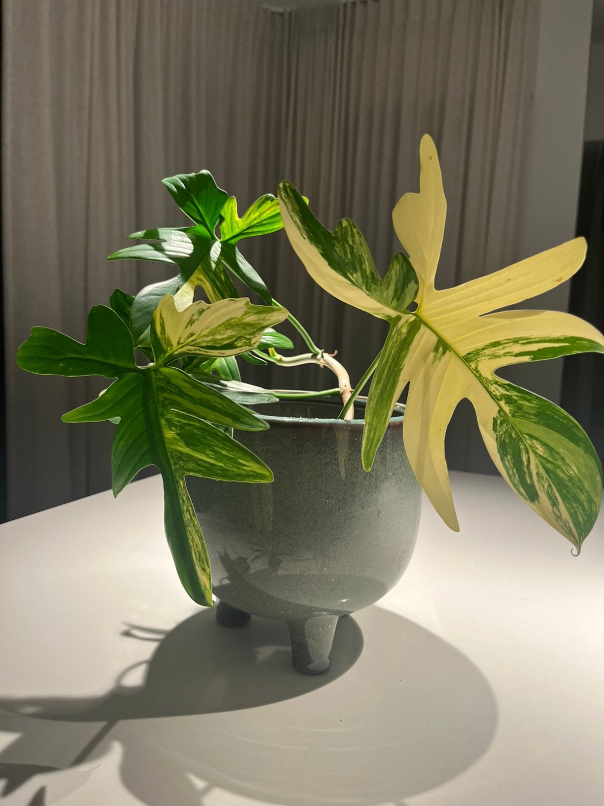 Florida beauty, Ophalen of Verzenden, Zo goed als nieuw