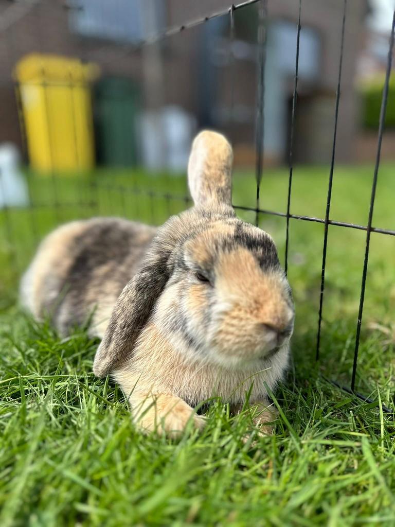 Dwerg hangoor konijntjes, Dieren en Toebehoren, Konijnen, Dwerg, Hangoor