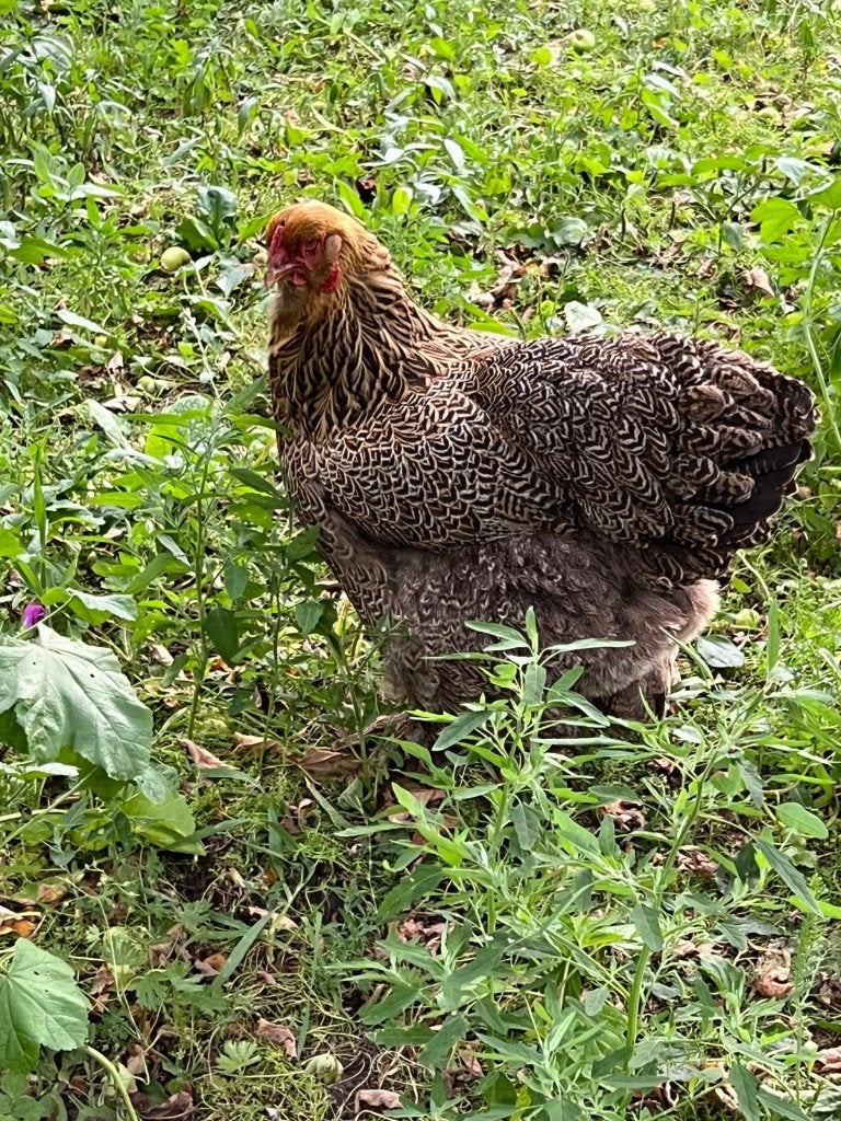 Twee bramha hennen, Dieren en Toebehoren, Pluimvee, Vrouwelijk, Kip