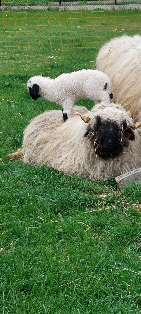 Walliser schwarznase schaap, Dieren en Toebehoren, Schaap