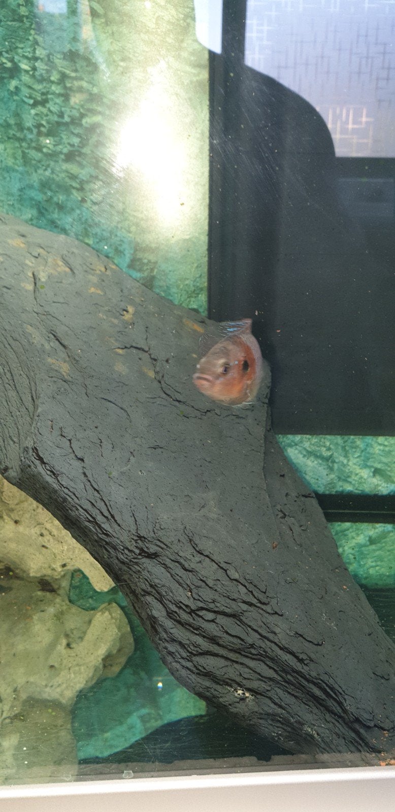 Couples Hemicromis bimaculatus, Enlèvement