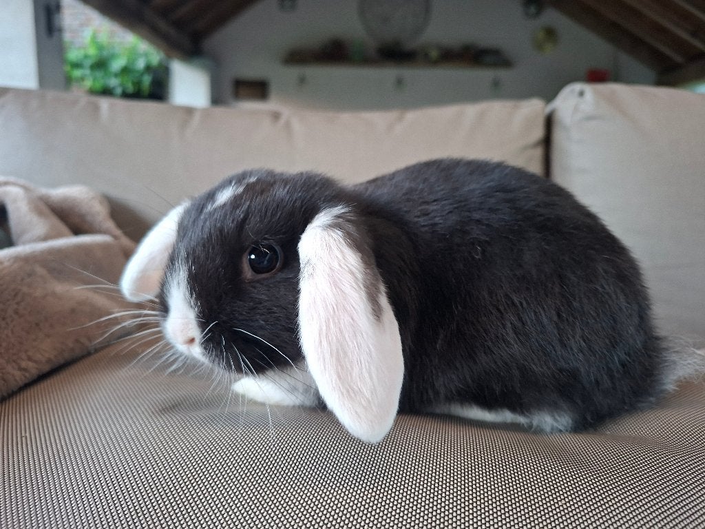 Jonge nhd hangoor dwergkonijntjes, Dieren en Toebehoren, Konijnen, Meerdere dieren, Dwerg, Hangoor, 0 tot 2 jaar