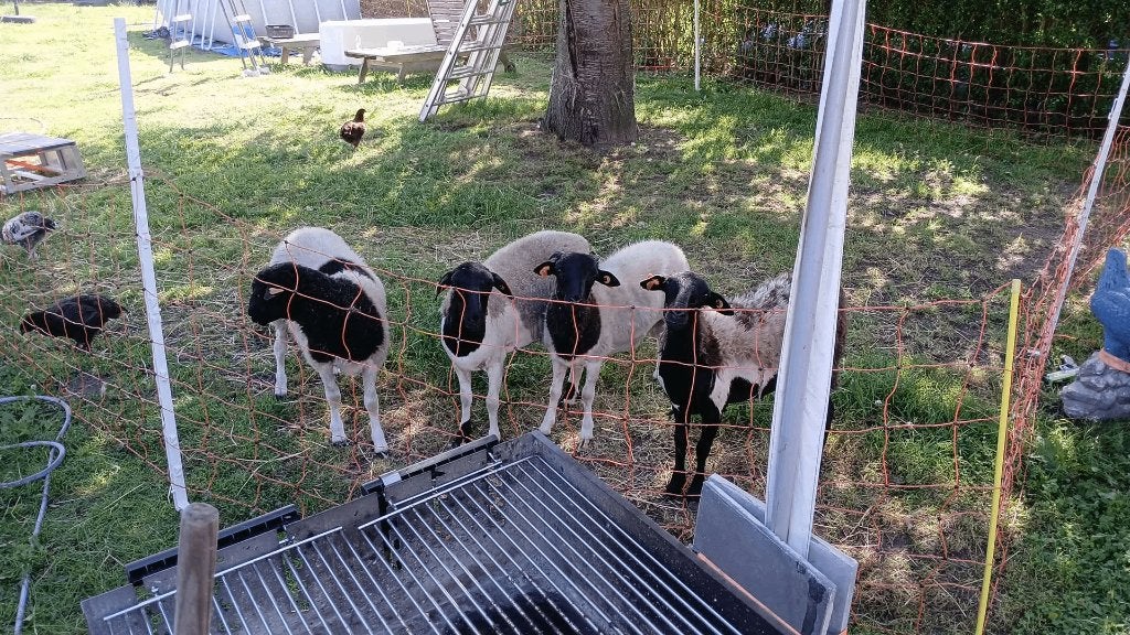 Bovins, Animaux & Accessoires, Moutons, Chèvres & Cochons, Mâle, Mouton, 0 à 2 ans