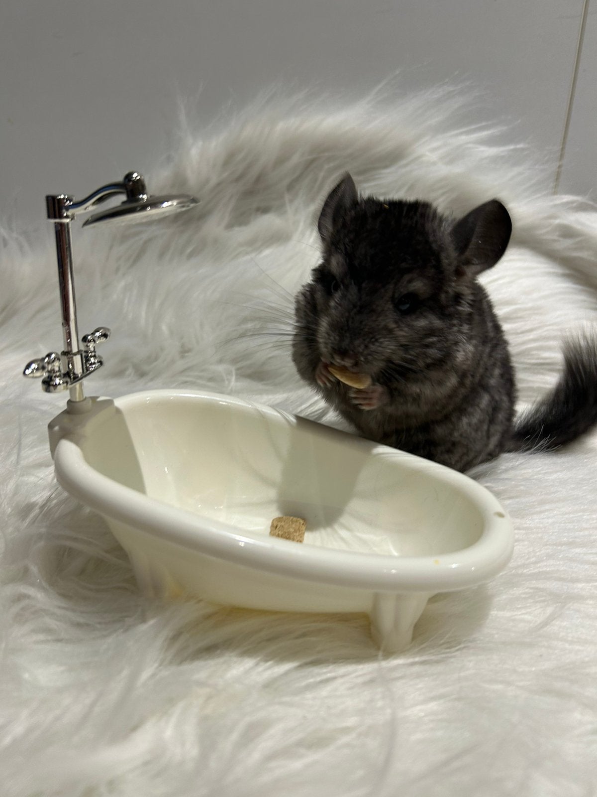 Chinchilla, Dieren en Toebehoren, Chinchilla, Juni, Mannelijk, Tam