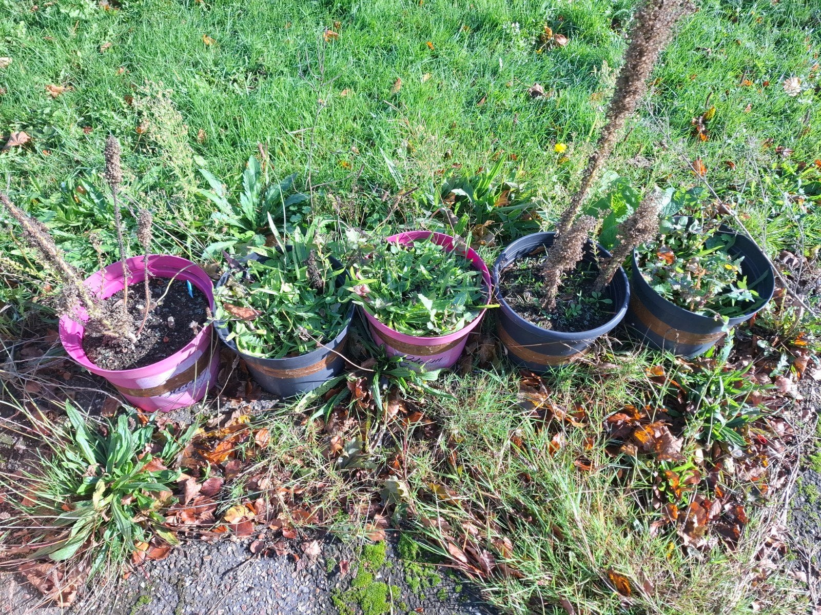 ideale kweekpotten inclusief grond van makkelijke moestuin, Ophalen, Rond, Kunststof, Balkon