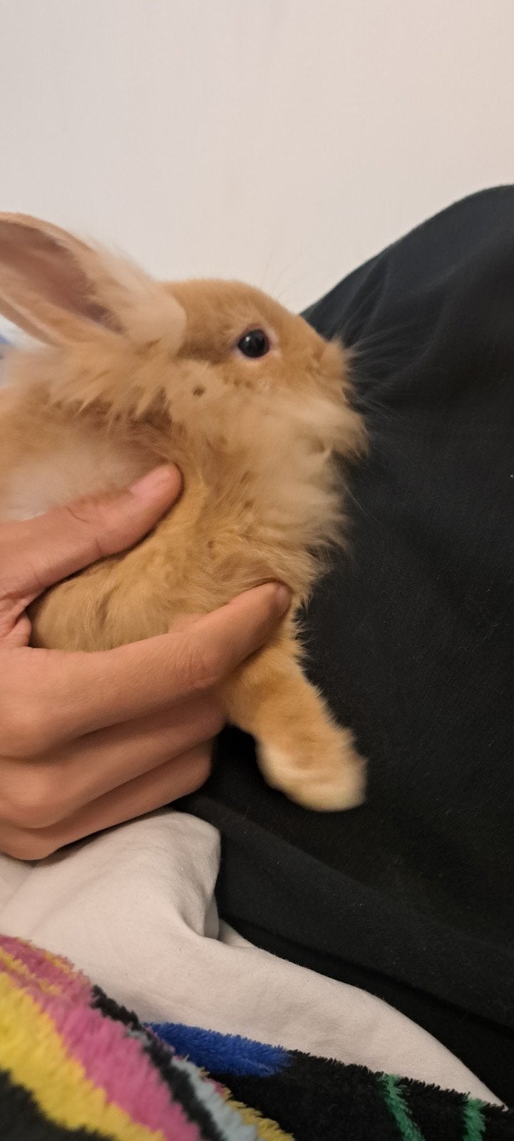 bebe lapin, Mâle, Nain, 0 à 2 ans