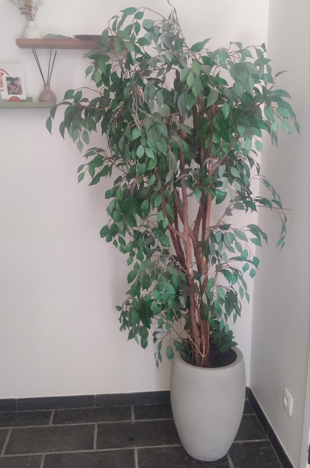 Grote volle Ficus kunstplant, Ophalen, Kunstplant, Groen