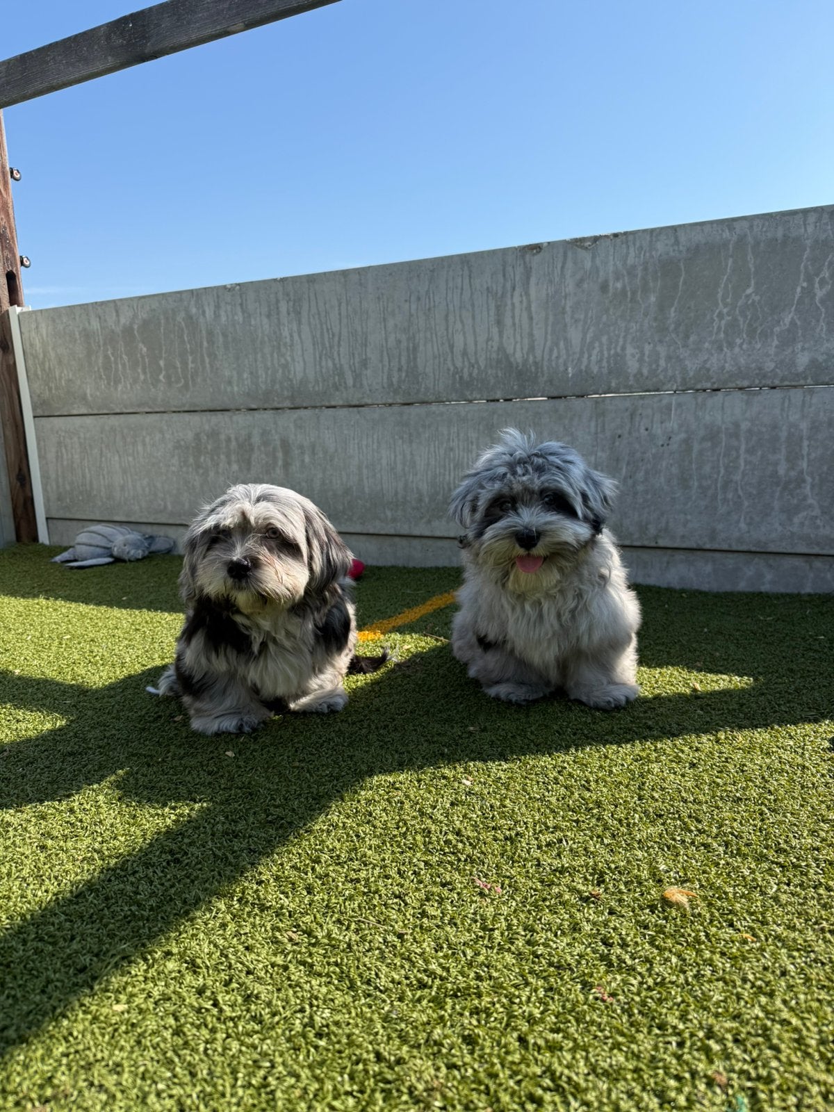 Mooie boomer pups, Parvo, België, 15 weken tot 1 jaar, Meerdere