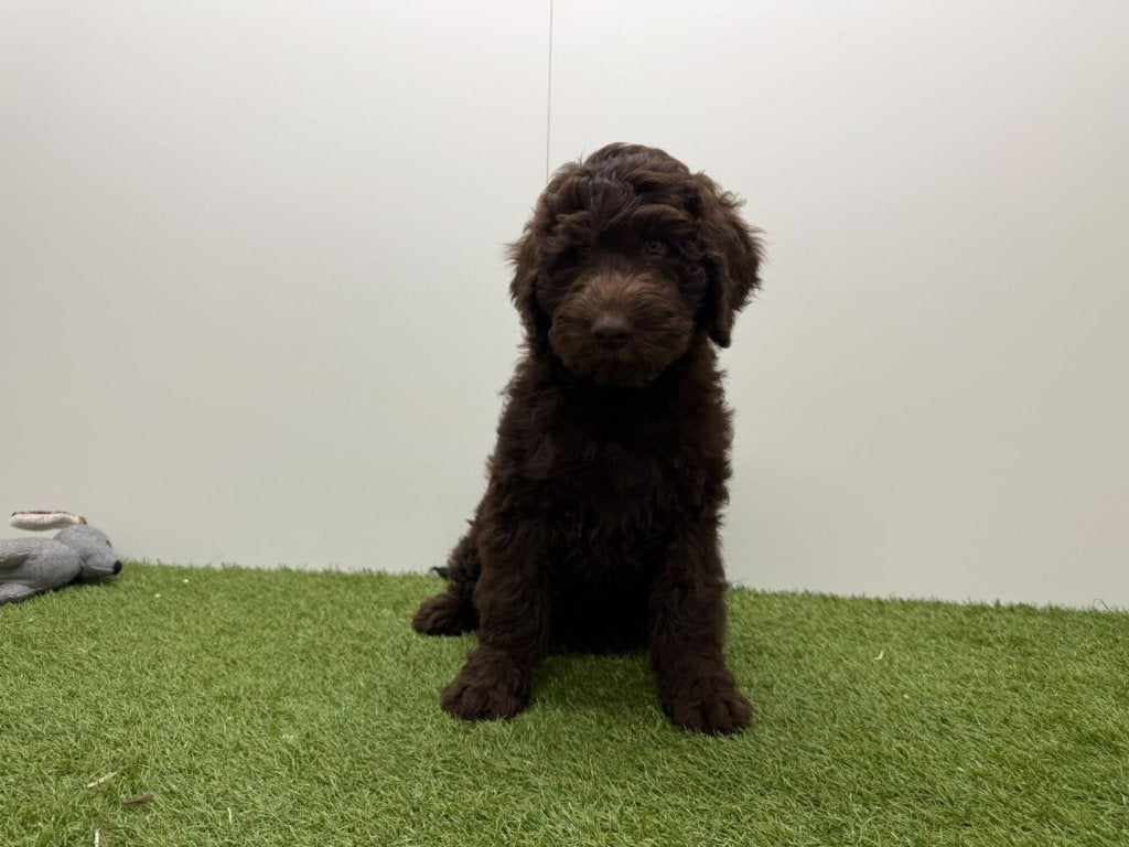 Chiots Labradoodle, Maladie de Carré (chiens), Chien (mâle), Belgique, Plusieurs