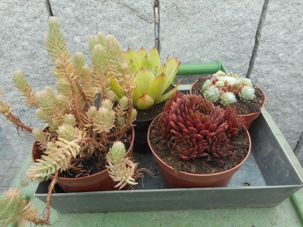 Planten, Tuin en Terras, Planten | Tuinplanten, Overige soorten, Volle zon, Vaste plant, Ophalen of Verzenden