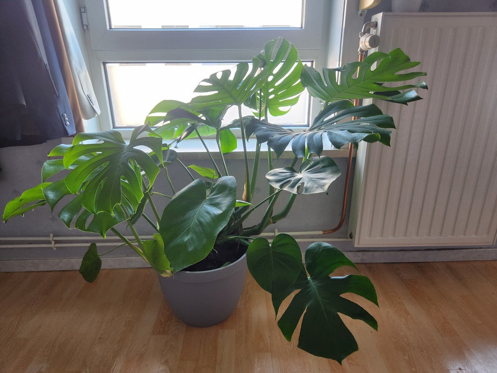Plante vert Monstera Deliciosa, Maison & Meubles, Plantes d'intérieur, Enlèvement