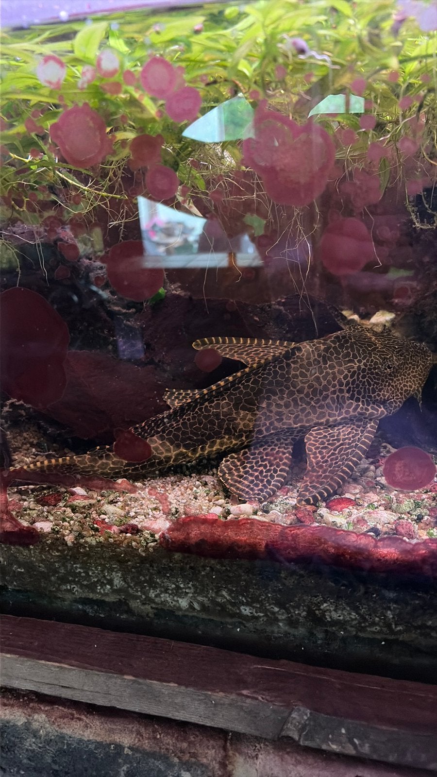 Hypostomus plecostomus 30cm GRATIS, MOET  WEG WEGENS VERHUIS, Dieren en Toebehoren, Ophalen, Gebruikt, Terrarium of Paludarium