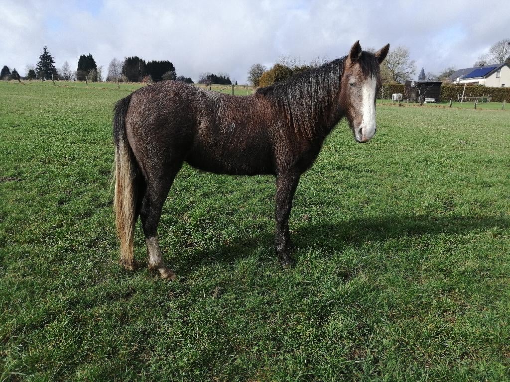 2 pouliches + 2 juments : barbe-arabe PP & barbe OC, Animaux & Accessoires, Chevaux, Jument, Ne s'applique pas, Avec pedigree