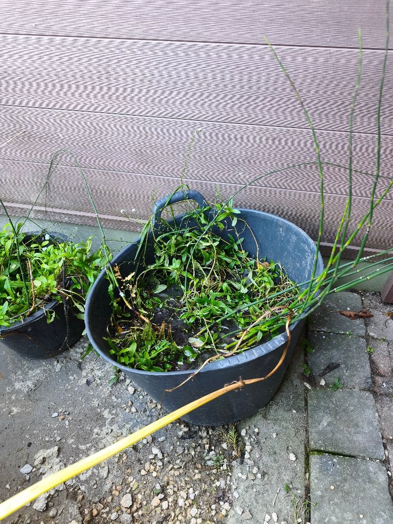 Gratis vijverplant - moeras vergeet me nietje met bloem, Ophalen
