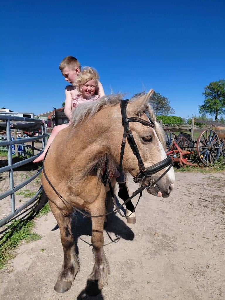 Leukste pony zoekt 5️huisje., Dieren en Toebehoren, Pony's
