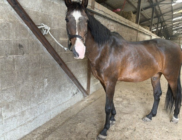 Merrie 21 jaar zoekt 5 sterrenhuisje, Animaux & Accessoires, Chevaux, Vermifugé, 11 ans ou plus, Ne s'applique pas, Cheval de récréation