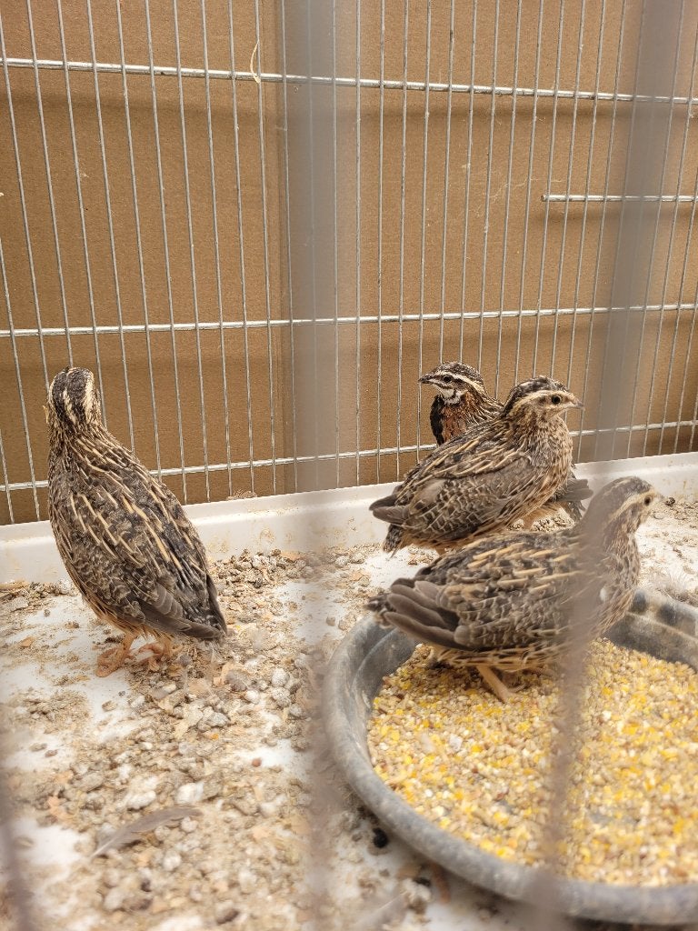 Harlekijn kwartel, Dieren en Toebehoren, Vogels | Overige Vogels, Meerdere dieren, Tropenvogel