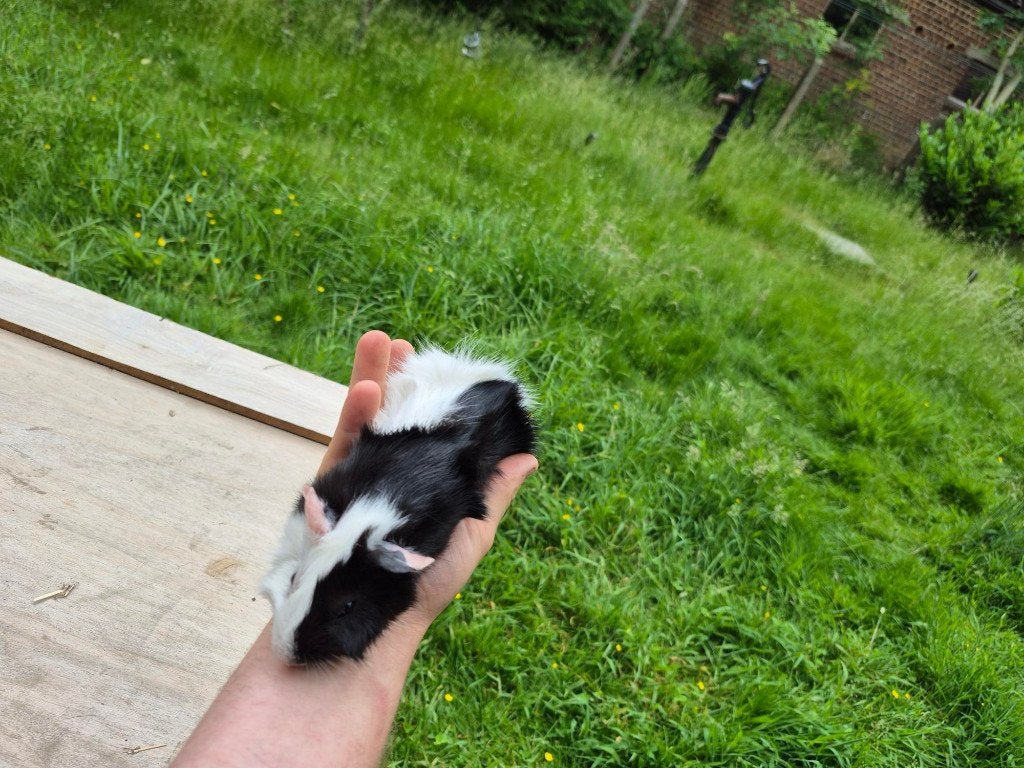 Cavia Beertje, Dieren en Toebehoren, April, Mannelijk, Cavia