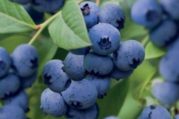 Blauwbes Vaccinium coymbosum, Ophalen