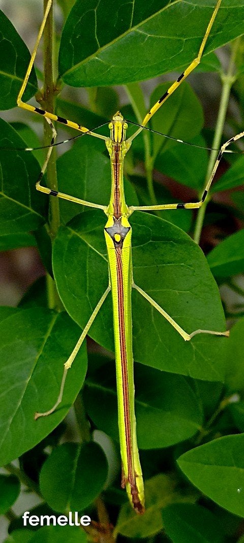 Phasme annulipes, Animaux & Accessoires, Phasme