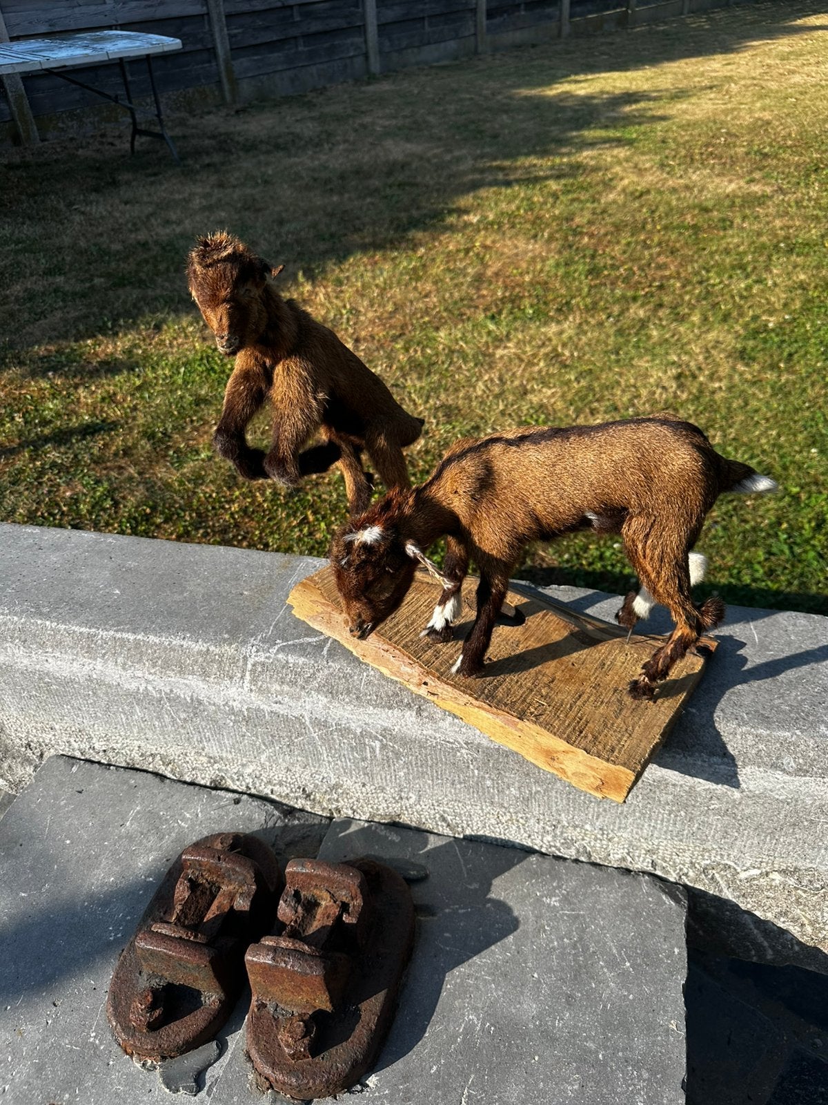 Gietjes opgezette, Antiek en Kunst, Curiosa en Brocante, Ophalen
