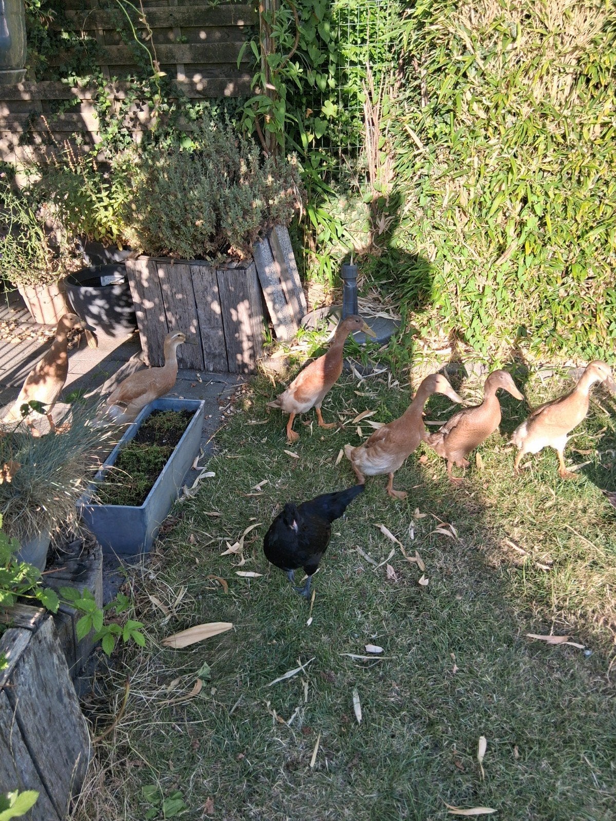 Indische loopeend, Dieren en Toebehoren, Pluimvee