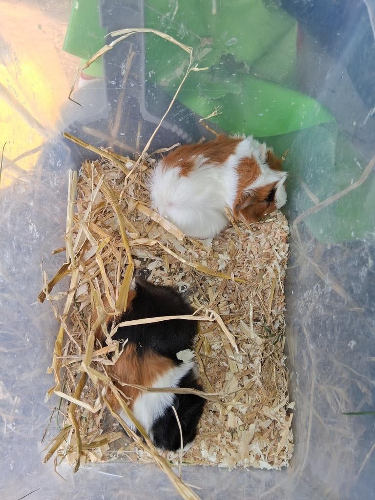 cavia, Maart, Cavia