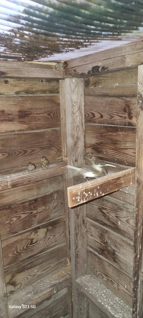 Vogels, Meerdere dieren, Tam