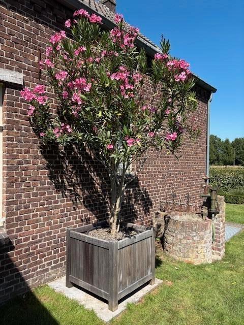 Oleander meerstammig, Tuin en Terras, Ophalen, Zomer, Vaste plant
