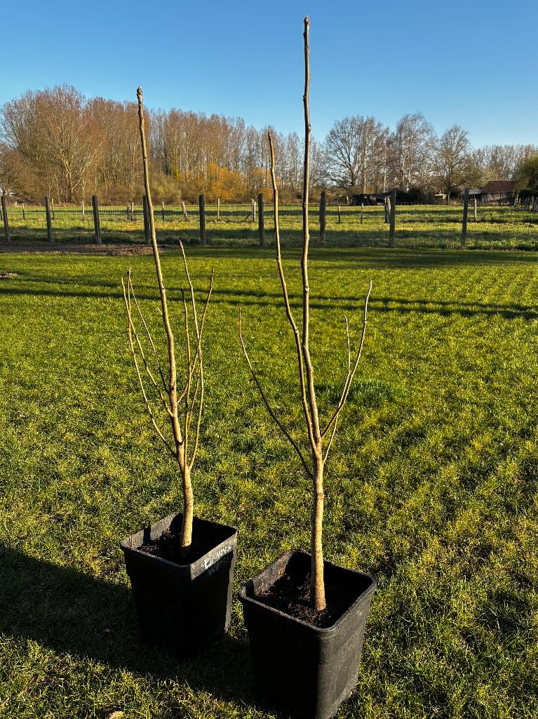 Walnotenboom, notelaar okkernoten, Juglans regia buccaneer, Tuin en Terras, Ophalen, Walnotenboom
