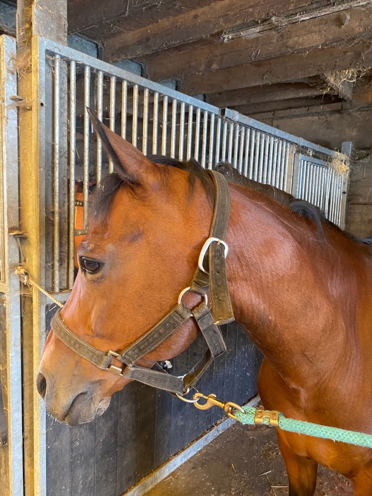 Brave E pony te koop, Dieren en Toebehoren, Pony's, Ruin, L
