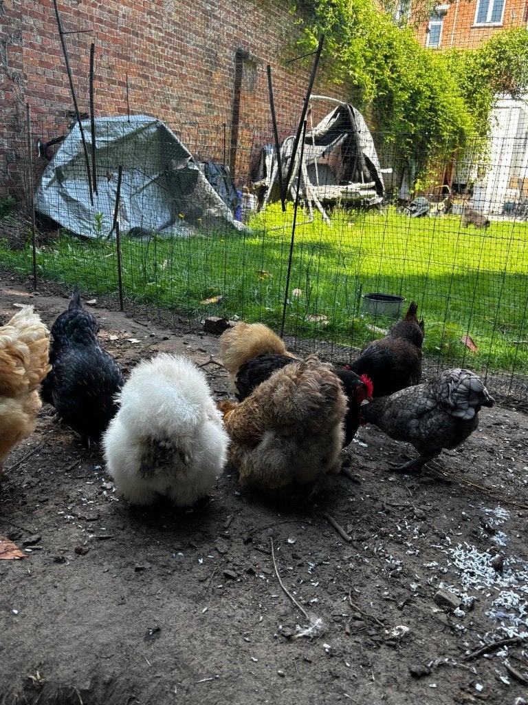 Zijdehoen, Padua en Cochin hennen te koop, Dieren en Toebehoren, Pluimvee, Vrouwelijk, Kip