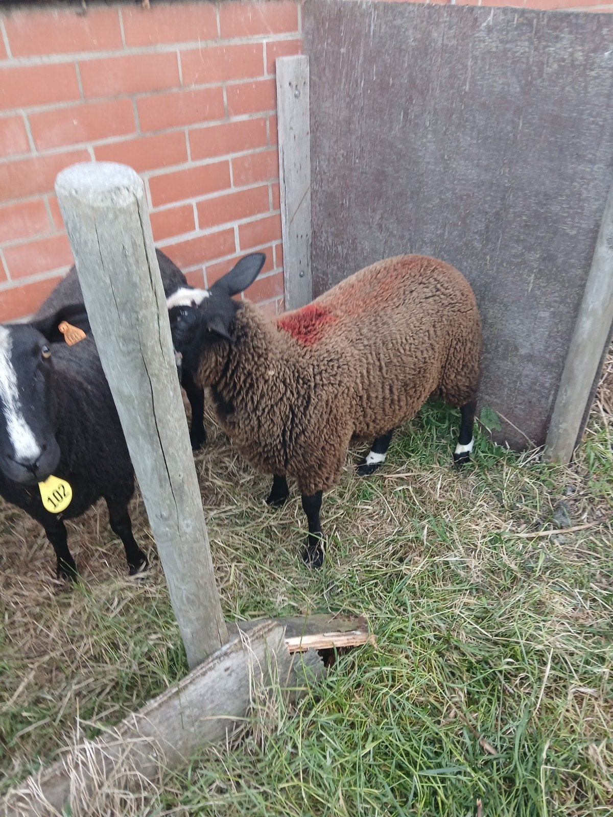 Zwartbles ooi lammeren, Dieren en Toebehoren, Schapen, Geiten en Varkens