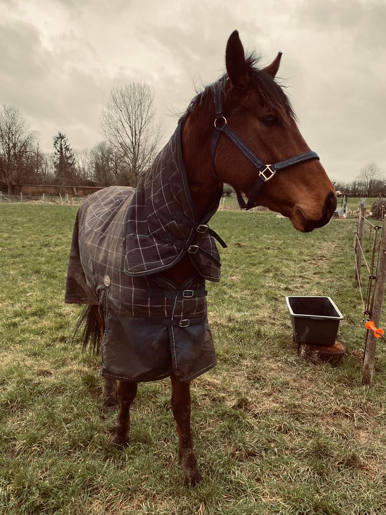 Ervaren ruiter / lease gezocht voor 8-jarige ruin, Dieren en Toebehoren, Paarden, Ruin, 7 tot 10 jaar, Recreatiepaard